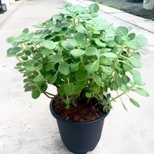 画像をギャラリービューアに読み込む, 【販売期間:4/26まで】ゴキブリ対策ハーブ アロマティカス 5号 1鉢