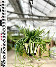 画像をギャラリービューアに読み込む, 【予約商品:12/16以降発送】ユーフォルビア・フラナガニー (孔雀丸) 吊鉢 5号
