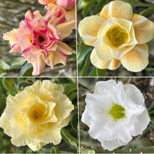 画像をギャラリービューアに読み込む, 【期間限定:3月末まで】アデニウム・オベスム 裸株(裸苗) 白・黄色系(5種から選べる)