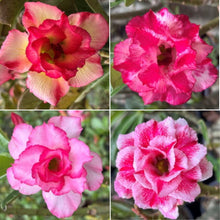 画像をギャラリービューアに読み込む, 【期間限定:3月末まで】アデニウム・オベスム 裸株(裸苗) ピンク系(10種から選べる)