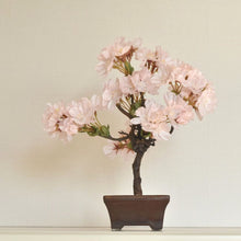 画像をギャラリービューアに読み込む, 桜のドライ盆栽® 「花見」盆栽鉢(茶)※桜の花はフェイクフラワーです