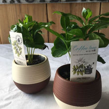 画像をギャラリービューアに読み込む, 【予約商品:5/26発送】コーヒーの木・ハッピーボウル 1鉢 2.5号