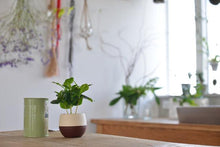 画像をギャラリービューアに読み込む, 【予約商品:5/26発送】コーヒーの木・ハッピーボウル 1鉢 2.5号