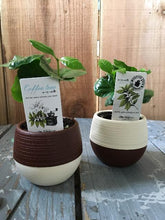 画像をギャラリービューアに読み込む, 【予約商品:5/26発送】コーヒーの木・ハッピーボウル 1鉢 2.5号