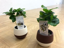 画像をギャラリービューアに読み込む, 【予約商品:5/26発送】コーヒーの木・ハッピーボウル 1鉢 2.5号