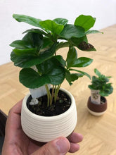 画像をギャラリービューアに読み込む, 【予約商品:5/26発送】コーヒーの木・ハッピーボウル 1鉢 2.5号