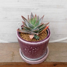 画像をギャラリービューアに読み込む, 【一点物】アロエ・ブレビフォリア+DULTONポットセット(ライトパープル)3号