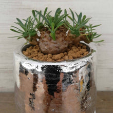 画像をギャラリービューアに読み込む, 【一点物】ユーフォルビア 峨眉山+DULTONポットセット(シルバーポット)
