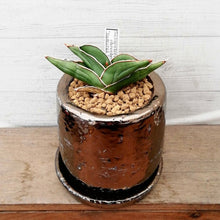 画像をギャラリービューアに読み込む, 【一点物】サンスベリア・サムライドワーフ+DULTONポットセット(ブロンズ) 2.5号
