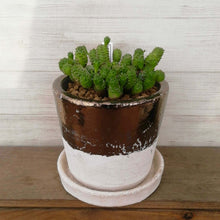 画像をギャラリービューアに読み込む, 【一点物】ユーフォルビア グリーンボール+DULTONポットセット(バイカラーポット)