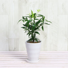 画像をギャラリービューアに読み込む, 【予約商品:1/9以降発送】ポドカルプス・ナギ 陶器鉢セット