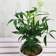 画像をギャラリービューアに読み込む, 【予約商品:1/9以降発送】ポドカルプス・ナギ 陶器鉢セット