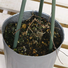 画像をギャラリービューアに読み込む, 【予約商品:3/24発送】クレマチス 3種 3ポットセット(アイフクシマ/プリンセス・ダイアナ/エールフクシマ)