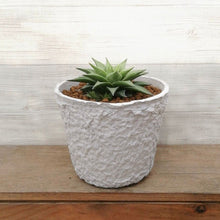 画像をギャラリービューアに読み込む, 【一点物】ハオルチア 白羊宮+ 茎からできた鉢STEMNセット