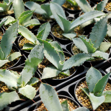 画像をギャラリービューアに読み込む, アガベ・ポタトラム 2.5号 【国内実生苗】