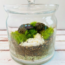 画像をギャラリービューアに読み込む, 【北海道で育った】苔のボトルテラリウム(タマゴケ・シッポゴケ)直径10cm