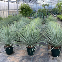 画像をギャラリービューアに読み込む, ユッカ・ロストラータ 8号 【国内栽培】