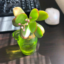 画像をギャラリービューアに読み込む, クラッスラ・マネーメーカー 2.5号 【国内実生苗】