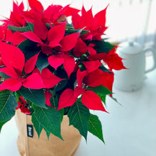 画像をギャラリービューアに読み込む, サステナブルな鉢カバー Re:af® (リーフ)