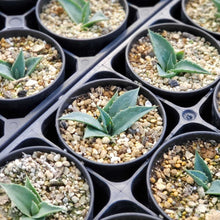 画像をギャラリービューアに読み込む, アガベ・ユタエンシス カイバベンシス 2.5号 【国内実生苗】