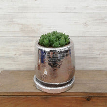 画像をギャラリービューアに読み込む, 【一点物】ハオルチア ウンブラティコラ+DULTONポットセット(Round Pot S/silver)