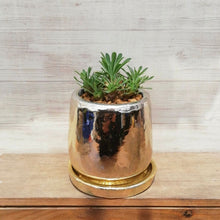 画像をギャラリービューアに読み込む, 【一点物】ユーフォルビア 峨眉山+DULTONポットセット(Round Pot S/Gold)