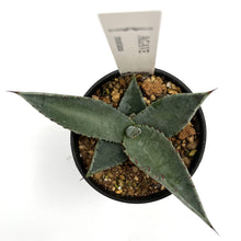 画像をギャラリービューアに読み込む, アガベ・モンタナ 2.5号 【国内実生苗】