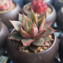 画像をギャラリービューアに読み込む, エケベリア・パーパソルムホワイトフォーム 2.5号 国内実生苗