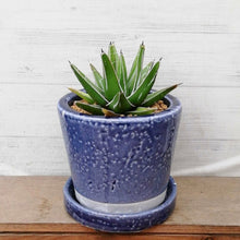 画像をギャラリービューアに読み込む, 【一点物】アガベ・笹の雪+DULTONポットセット(バイオレット) 3号