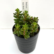 画像をギャラリービューアに読み込む, セダム・レッドベリー 2.5号