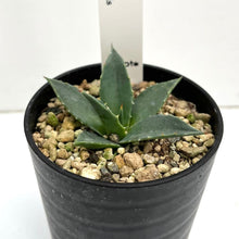 画像をギャラリービューアに読み込む, アガベ・ユタエンシス カイバベンシス 2.5号 【国内実生苗】