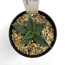 画像をギャラリービューアに読み込む, アガベ・ユタエンシス カイバベンシス 2.5号 【国内実生苗】