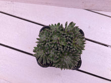 画像をギャラリービューアに読み込む, シノクラッスラ・スマロ(四馬路) 多肉植物