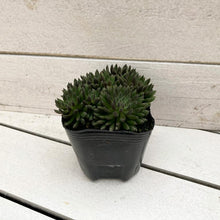 画像をギャラリービューアに読み込む, シノクラッスラ・スマロ(四馬路) 多肉植物