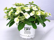 画像をギャラリービューアに読み込む, 【予約商品:4/14以降発送】ラグランジア・ブライダルシャワー 1鉢