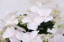 画像をギャラリービューアに読み込む, 【予約商品:4/14以降発送】ラグランジア・ブライダルシャワー 1鉢