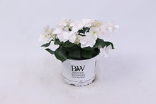画像をギャラリービューアに読み込む, 【予約商品:4/14以降発送】ラグランジア・ブライダルシャワー 1鉢