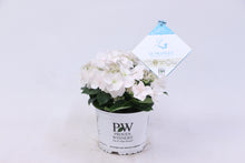 画像をギャラリービューアに読み込む, 【予約商品:4/14以降発送】ラグランジア・ブライダルシャワー 1鉢