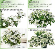 画像をギャラリービューアに読み込む, 【予約商品:4/14以降発送】ラグランジア・ブライダルシャワー 1鉢