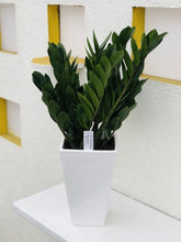 画像をギャラリービューアに読み込む, ザミオクルカス・ザミーフォリア 6号 1鉢