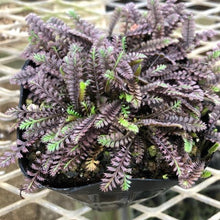 画像をギャラリービューアに読み込む, 【予約商品:5/27発送】レプティネラ・プラッツブラック 4ポットセット