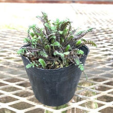 画像をギャラリービューアに読み込む, 【予約商品:5/27発送】レプティネラ・プラッツブラック 4ポットセット