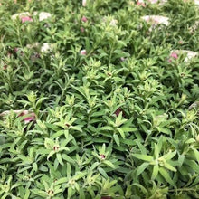 画像をギャラリービューアに読み込む, 【予約商品:12/10以降発送】ヘリクリサム・ハナカンザシ(花かんざし) 花苗 3ポットセット