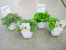 画像をギャラリービューアに読み込む, 3つに分かれるオレガノ ハーブ苗 4ポットセット
