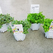 画像をギャラリービューアに読み込む, 3つに分かれるオレガノ ハーブ苗 4ポットセット