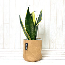 画像をギャラリービューアに読み込む, サンスベリア・ゴールデンフレーム 4.5号 鉢カバー「Re:af®」セット