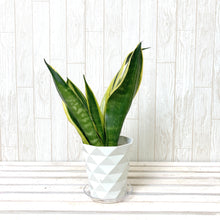 画像をギャラリービューアに読み込む, サンスベリア・ゴールデンフレーム 4.5号 鉢カバー「Re:af®」セット