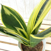 画像をギャラリービューアに読み込む, サンスベリア・ゴールデンフレーム 4.5号 鉢カバー「Re:af®」セット