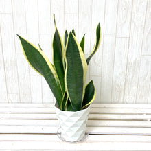 画像をギャラリービューアに読み込む, サンスベリア・ブラックフレーム 4.5号