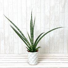 画像をギャラリービューアに読み込む, 【斑入り】サンスベリア・レディーチャーム 4.5号